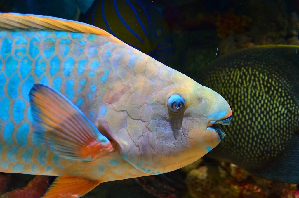 parrot fish, fish, underwater