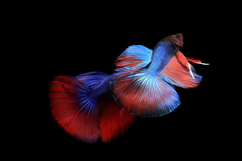 colorful betta fish