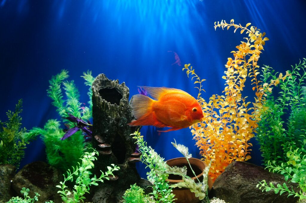 yellow fish swimming in aquarium