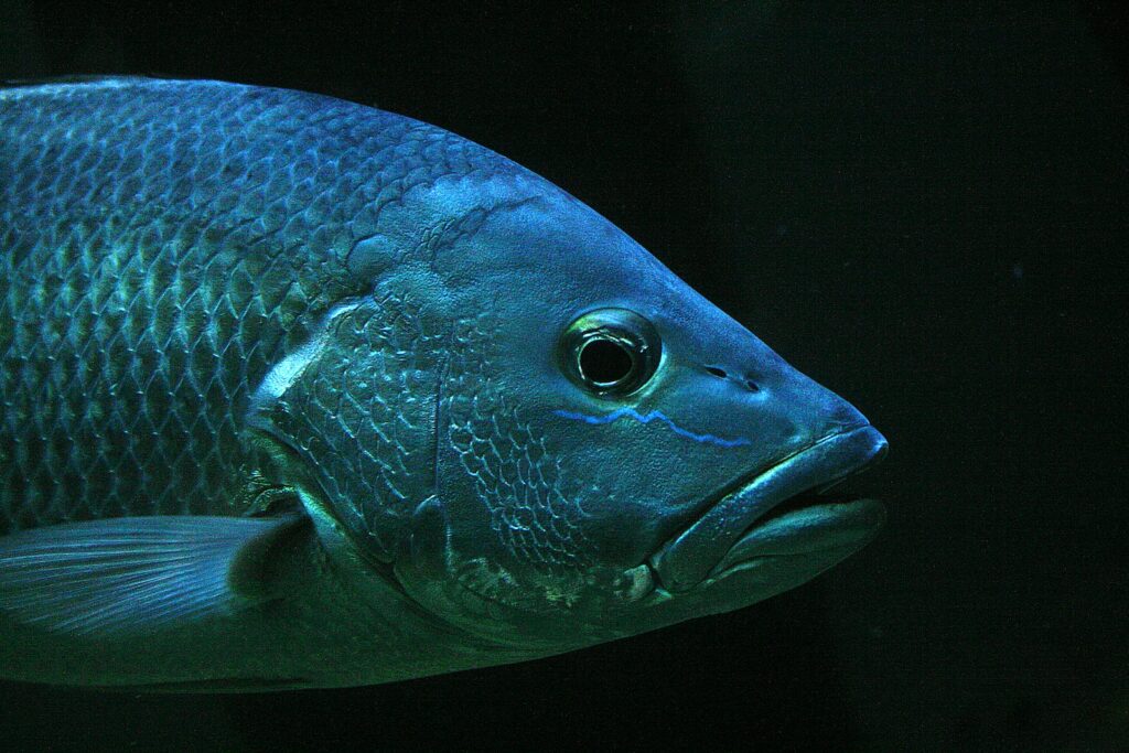 closeup photo of gray pet fish gills