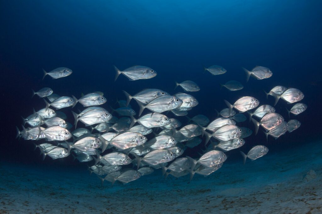 shoal of fish in the sea