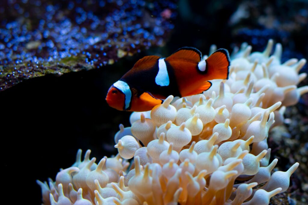 clown fish over coral