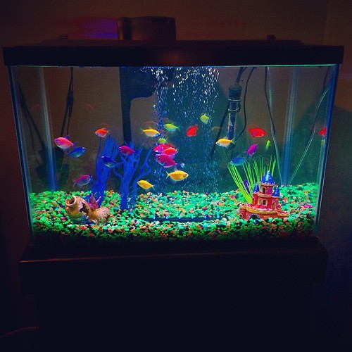 Home fish tank