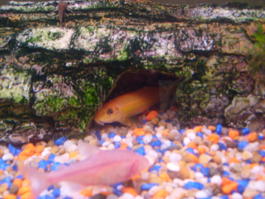 Blind Cave Fish infront of a Golden Algae Eater