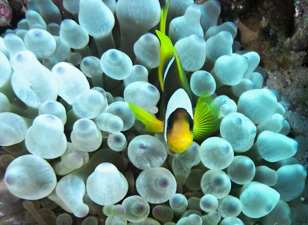 clownfish anemone red sea