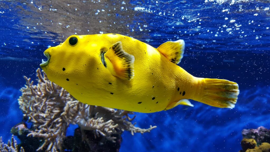 undewater photography of yellow fish