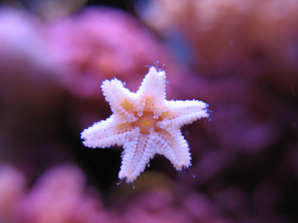 Baby Star Fish