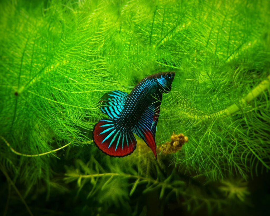 Blue and red Betta fish