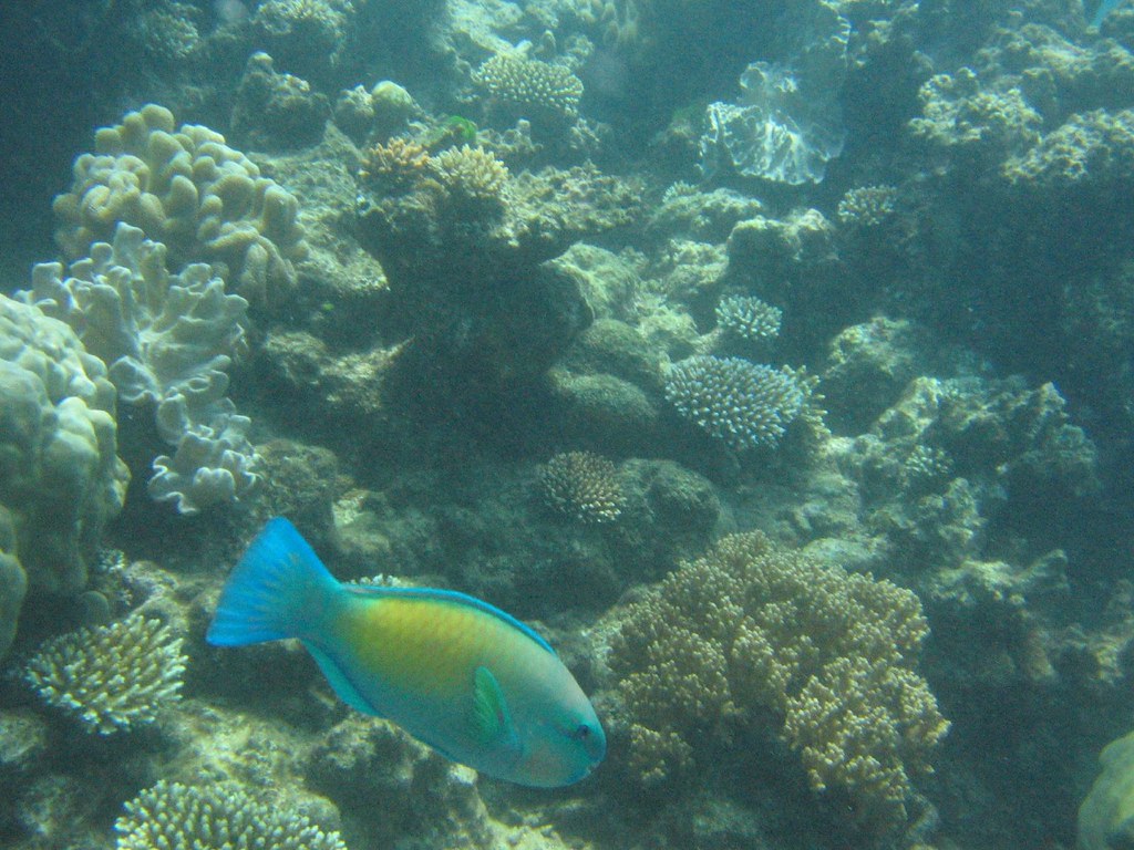 parrot fish in aquarium
