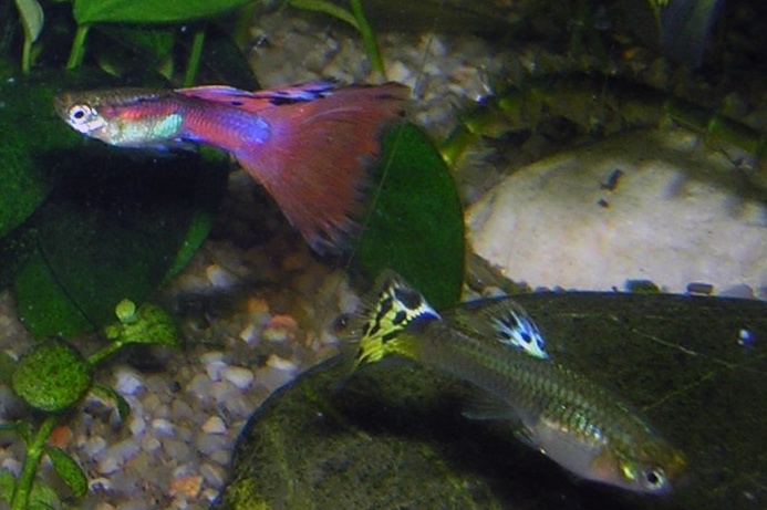 Guppy-Male-and-Female