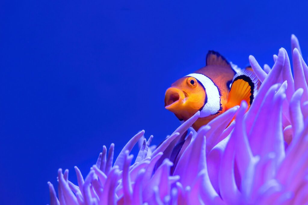 a clown fish is peeking out of a purple sea with open mouth