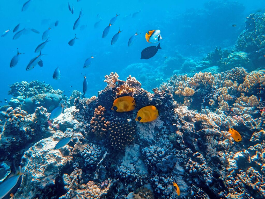 school of fish beside coral