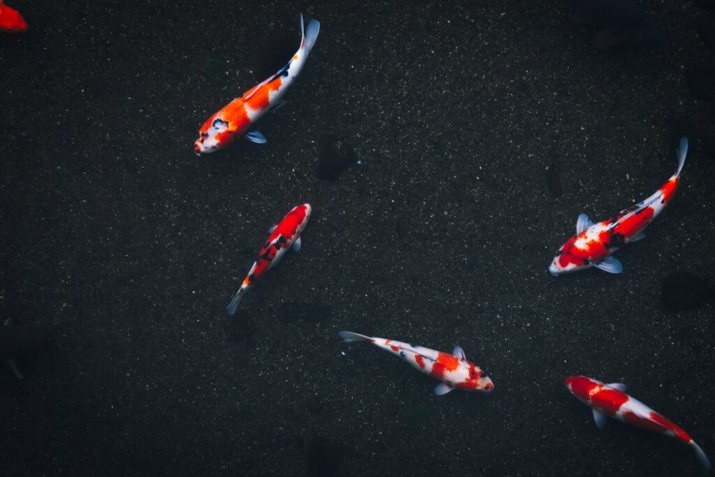 five koi fishes