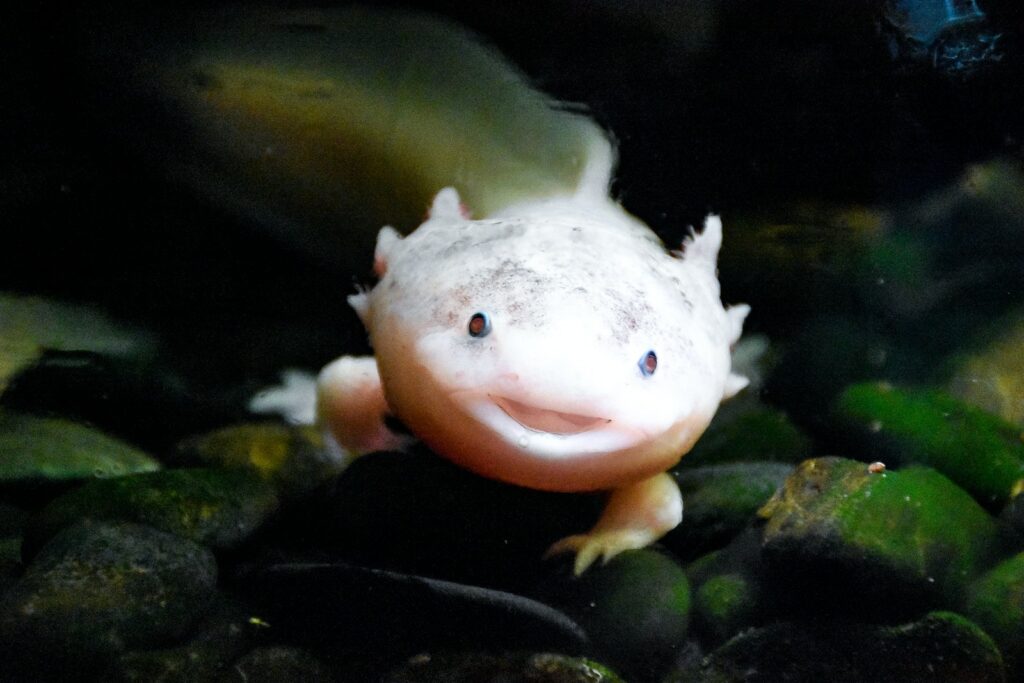 Axolotl Under Water