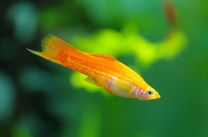 Yellow Swordtail Care: Creating a Suitable Habitat & More